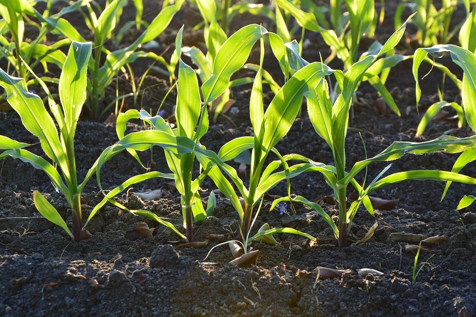 Донской агроуниверситет разработал систему питания растений в условиях органического земледелия