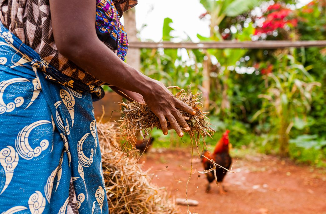 Гана вынуждена переходить на органическое земледелие