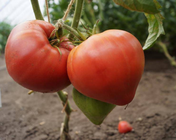 Органические томаты из Владимирской области