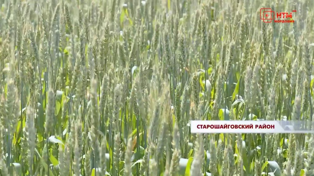 В Мордовии развивается органическое земледелие