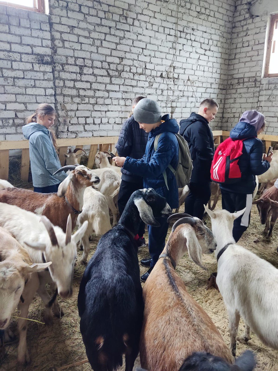 Знакомство с козами: воронежские школьники посетили ферму «Мама коза»
