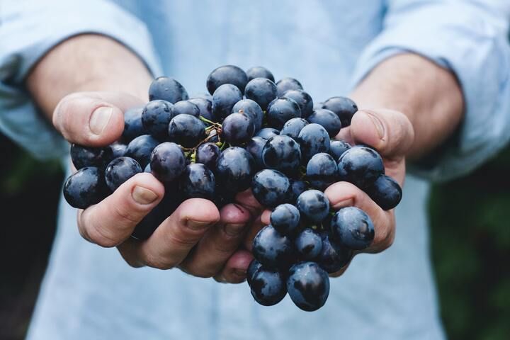 Панельная дискуссия «Органическое виноградарство и виноделие» расскажет об устойчивом производстве и потреблении