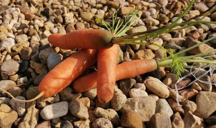 Как сделать органическую морковь крутым соком и продавать с прибылью