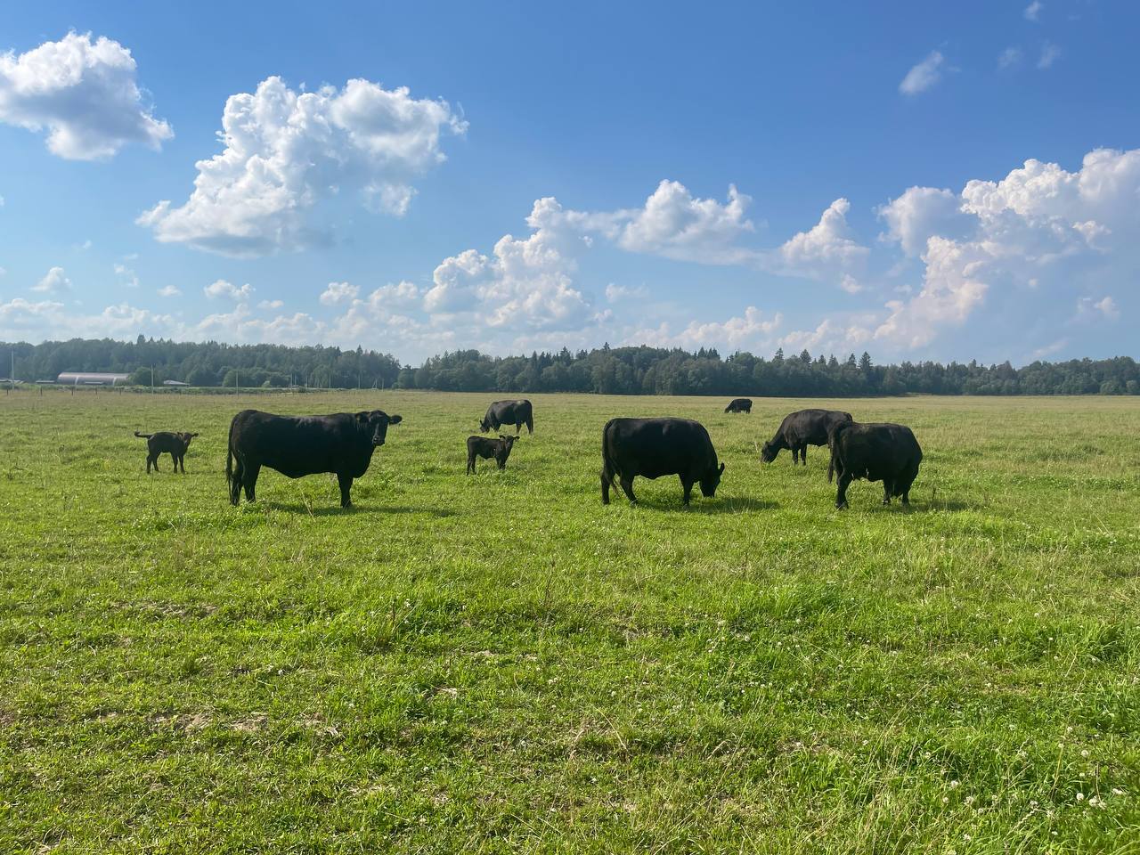 ООО «Шульгино»: как в Подмосковье развивается органическое мясное и молочное животноводство