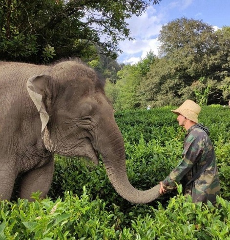 На органическую плантацию «Хоста-чай» снова завезли двух живых слонов