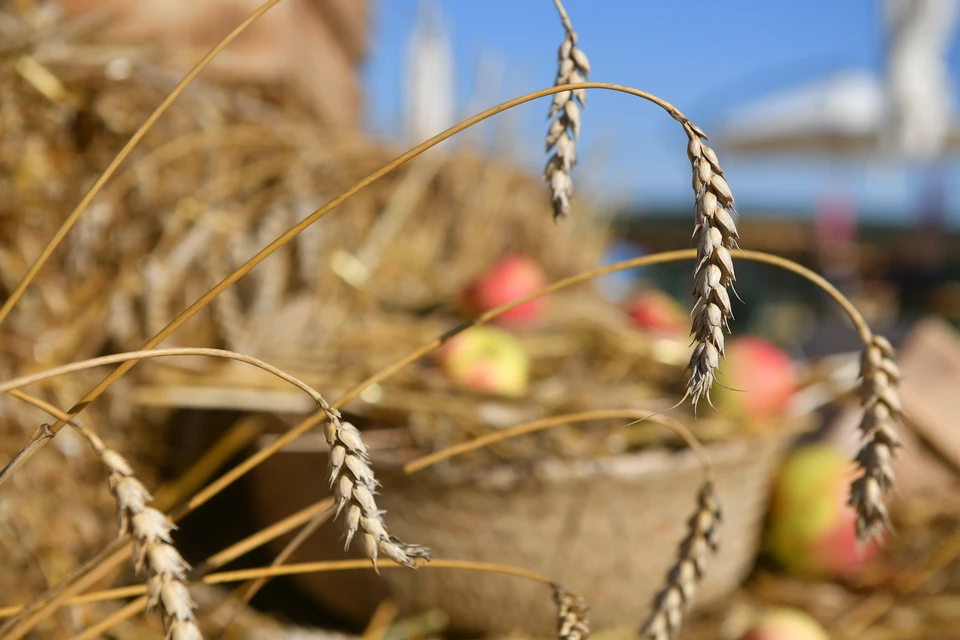 Еще два воронежских предприятия займутся производством органической продукции