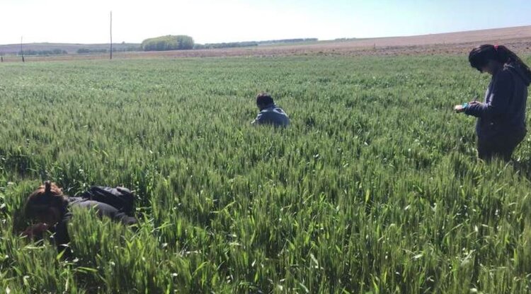 Увеличение доли органического земледелия приводит к оздоровлению почвы и повышению почвенного разнообразия