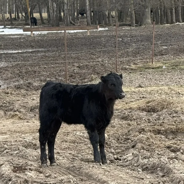 Калужские аграрии поделились с Мордовией опытом производства органики